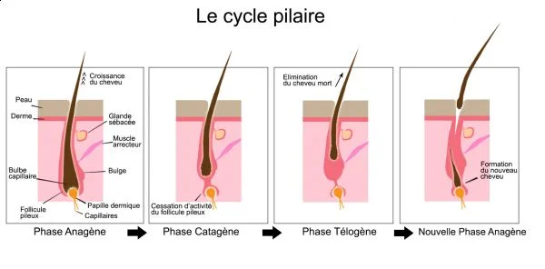 Le cycle pilaire